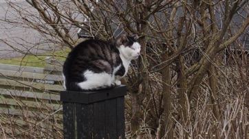 STIHUSVEJ - LYSTRUP STRAND, kat 2017.jpg STIHUSVEJ - LYSTRUP STRAND, kat 2017.jpg